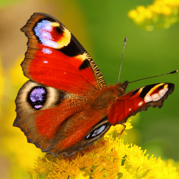 Butterfly Jigsaw Puzzle Games - 1.1.0 - (Android)