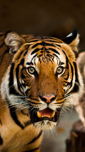 Download royal bengal tiger wallpaper for Android - royal bengal tiger  wallpaper APK Download 