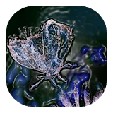 Water butterfly live wallpaper icon