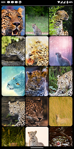 Leopard HD, 4K Wallpapers