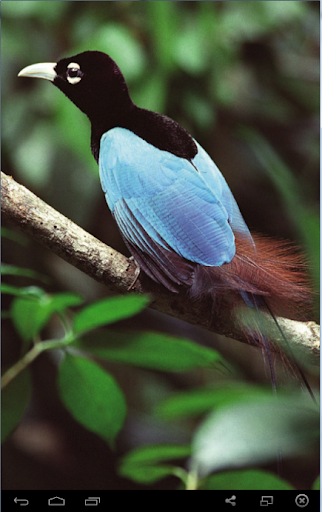 Kicau Burung Cenderawasih