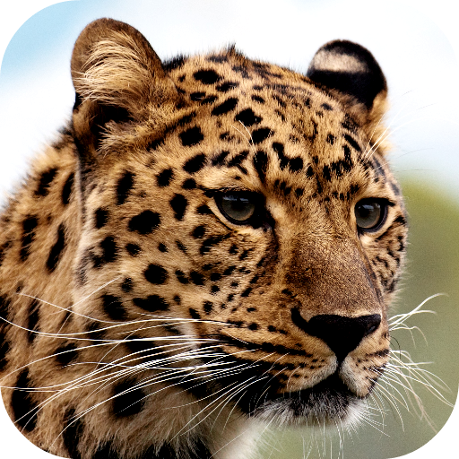 Leopard Wallpapers 1.0 Icon