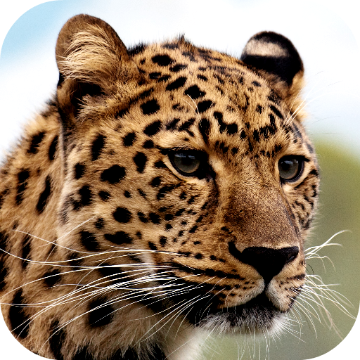 Leopard Wallpapers logo