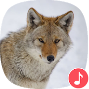 Top 39 Music & Audio Apps Like Appp.io - Coyote Sounds and Calls - Best Alternatives