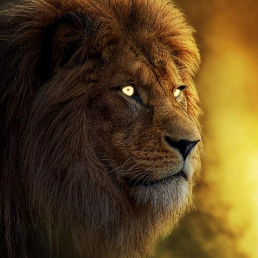 2022 Wallpapers Lion Predatory for  Android – Latest Version & Features app icon