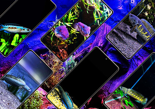 Channa Fish Wallpaper Screen 2