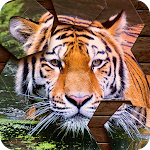 Cover Image of ダウンロード Hexa Jigsaw Puzzle  APK