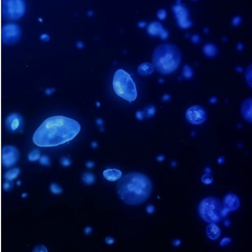 Jellyfish Live Wallpaper Pro logo