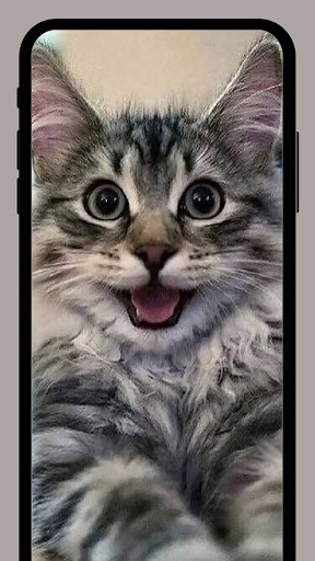 Cute Cats wallpapers HD+ Screen 3