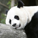 sleeping panda wallpaper icon