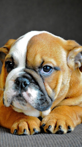 Puppy Dog Wallpaper - Puppies