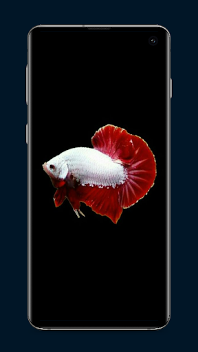 Betta Fish Wallpaper Screen 2