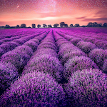 Cover Image of Download Lavender Wallpapers  APK