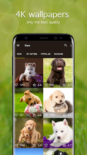 Screenshot of Puppy Wallpapers 4K