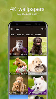 screenshot of Puppy Wallpapers 4K