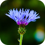 Cover Image of Download Blur Image - DSLR focus effect  APK