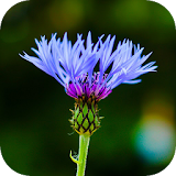 Blur Image - DSLR focus effect icon