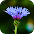 Blur Image - DSLR focus effect1.19