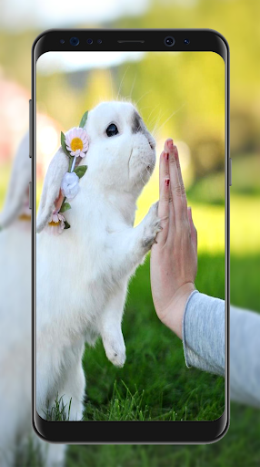 Fondos de pantalla de conejo lindo