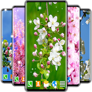 Cherry Blossom Live Wallpaper ? Spring Wallpaper