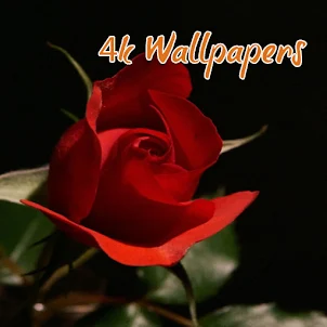 Rose Wallpapers HD 4K