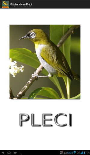 Android application Master Kicau Pleci screenshort