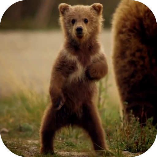 Cute Bear Video Live Wallpaper logo