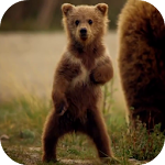 Cover Image of 下载 Cute Bear Video Live Wallpaper  APK