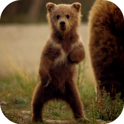 Icon image Cute Bear Video Live Wallpaper