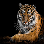 Cover Image of Download Stickers Tiger  APK