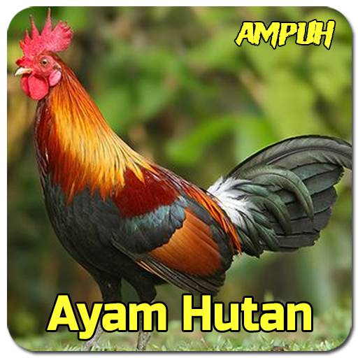 Suara Pancingan Ayam Hutan Download on Windows