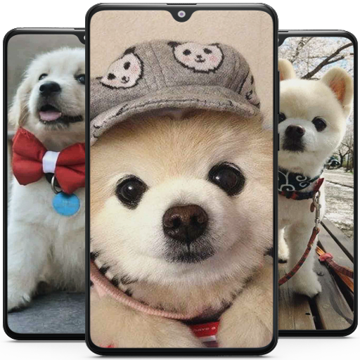 Cute Puppy Wallpaper HD Unduh di Windows