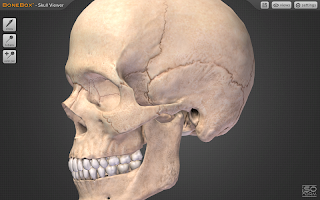 screenshot of BoneBox™ - Skull Viewer