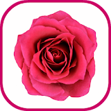 Rose Flowers Jigsaw Puzzle icon