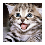 Cat Sounds Kittens and Cats icon