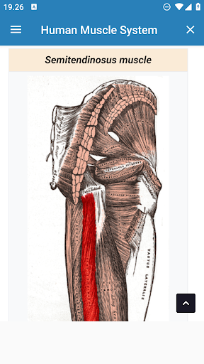 Human Muscle System Screen 3