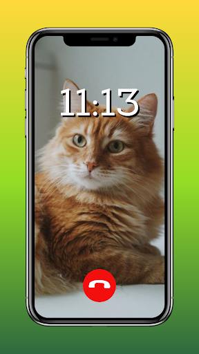 Cute Cat Wallpapers HD Kitten