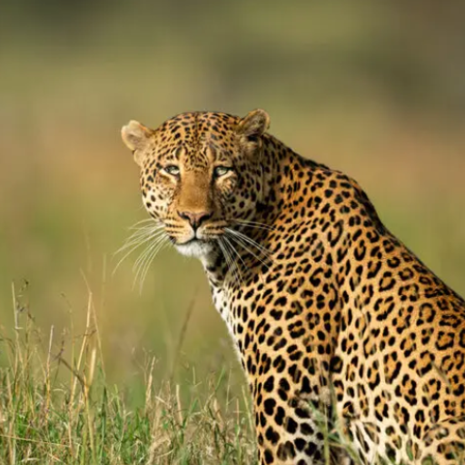 Leopard Soundboard logo