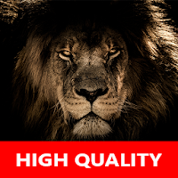 Real Lion Sounds - High Qualit