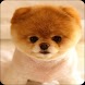 Cute Puppy Wallpaper - Androidアプリ