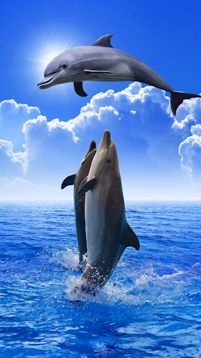 Download Dolphin Wallpaper 4K Free for Android - Dolphin Wallpaper 4K APK  Download 