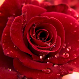 3D Love Rose Live Wallpaper icon