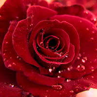 3D Love Rose Live Wallpaper