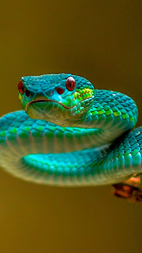 Snake Wallpaper 4K Screen 3