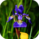 IrisBG: Daily Iris Bloom icon