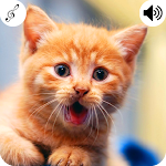 Cover Image of Baixar Cat Sound  APK