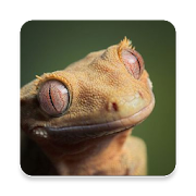 Top 24 Lifestyle Apps Like Reptile Sound Collections ~ Sclip.app - Best Alternatives