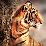 Cover Image of Download Tiger Wallpaper HD  APK