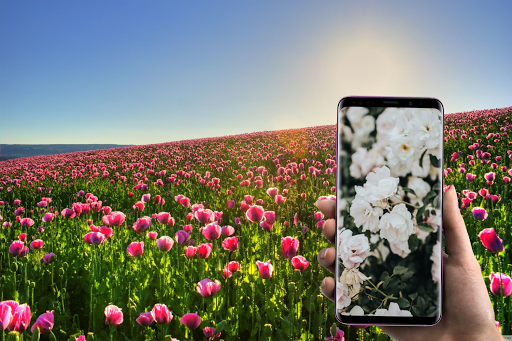 صور ورد - خلفيات ورود