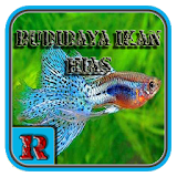 Budidaya Ikan Hias icon